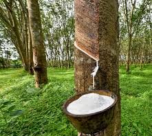 The Rubber Cupslumps Traders and Aggregators Association of Ghana (RUCTAAG) has raised alarm over what it describes as major challenges threatening the sustainability of Ghana’s local rubber processing industry.
